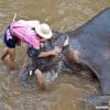 Chiang Mai Full Day Safari Mae Sa Elephant Village Tour