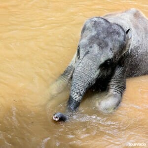 Chiang Mai Full Day Safari Mae Sa Elephant Village Tour