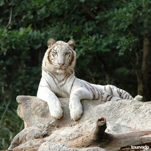 Chiang Mai Night Safari Tour