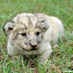 Chiang Mai Night Safari Tour