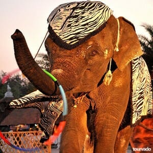 Chiang Mai Night Safari Tour