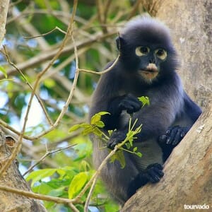 Ang Thong National Marine Park Adventure Tour from Koh Samui