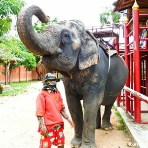 Elephant Village Tour in Pattaya