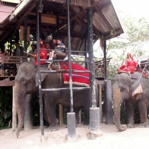 Elephant Village Tour in Pattaya
