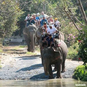 Elephant Village Tour in Pattaya