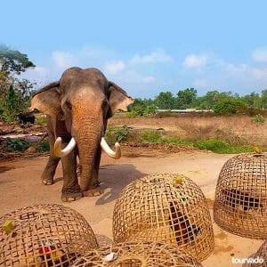 Elephant Village Tour in Pattaya