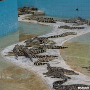 Pattaya Crocodile Farm Show