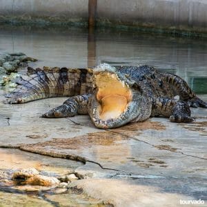 Pattaya Crocodile Farm Show