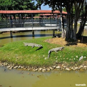 Pattaya Crocodile Farm Show