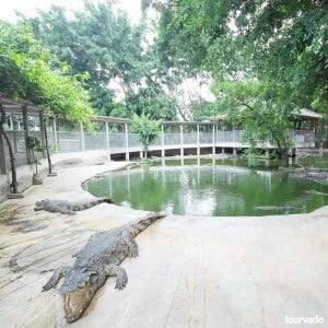 Pattaya Crocodile Farm Show