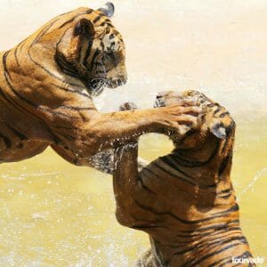 Sriracha Tiger Zoo Tour in Pattaya