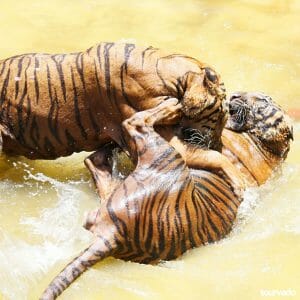 Sriracha Tiger Zoo Tour in Pattaya