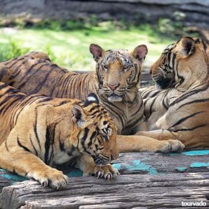 Sriracha Tiger Zoo Tour in Pattaya