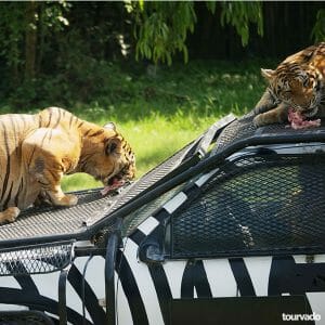 Sriracha Tiger Zoo Tour in Pattaya