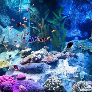 Underwater World Pattaya