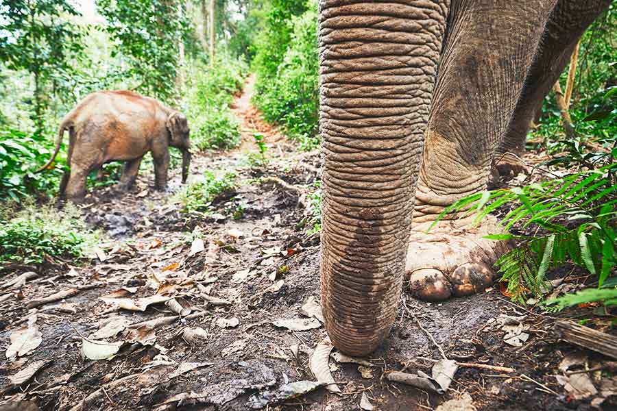Phuket Elephant Sanctuary