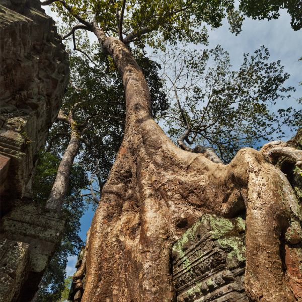 Early Bird Ta Prohm Tour with Angkor Wat - At Ta Prohm opening time