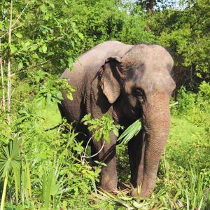 Elephant Tour with Countryside Temples