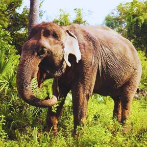 Elephant Tour with Countryside Temples at Kulen forest