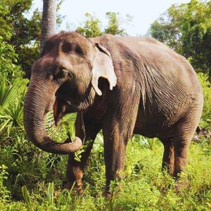 Elephant Tour with Countryside Temples at Kulen retreat