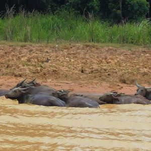 The Supreme Siem Reap Adventure Tour - Floating Villages sightseeing