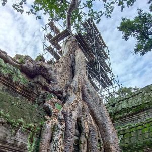 The Supreme Siem Reap Adventure Tour - the views at Ta Prohm